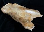 Woolly Rhinoceros Scapula Bone (Partial) - Late Pleistocene #3449-5